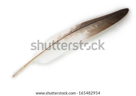 Contour feather Stock Photos, Images, & Pictures | Shutterstock