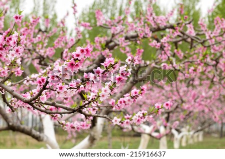 Beautiful peach blossom