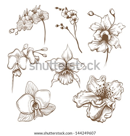 Hand drawn orchid flowers vector set