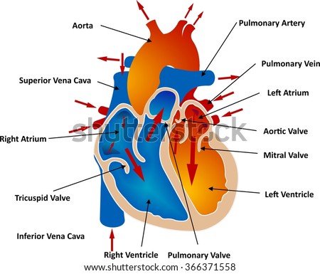 Pathway Blood Flow Through Heart Stock Illustration 76386163 - Shutterstock