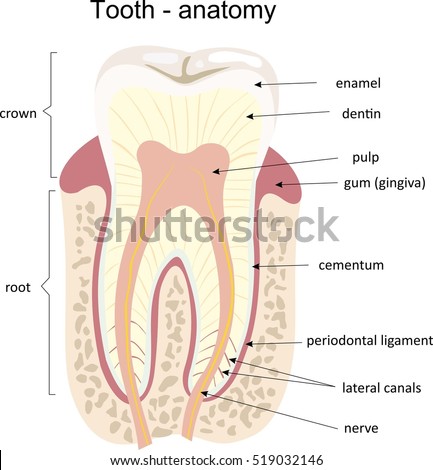 Anatomia médica do dente
