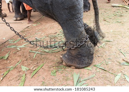 Cruelty towards animals essay