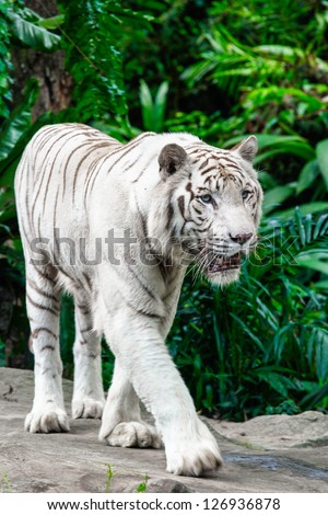 White Tiger Stock Photos, Images, & Pictures | Shutterstock