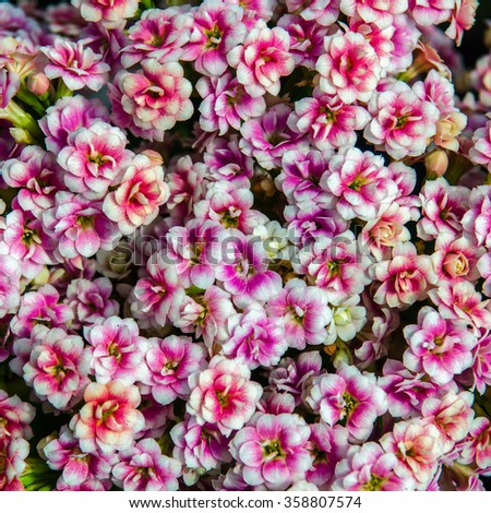 kalanchoe blossfeldiana stock photos royalty free images kalanchoe blossfeldiana stock photos royalty free images