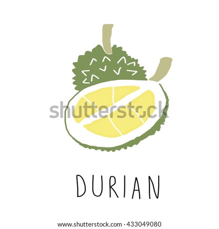 vector illustration- durian and durian flesh isolated on white background.