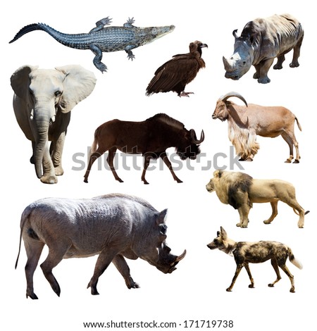 Warthog Stock Photos, Images, & Pictures | Shutterstock