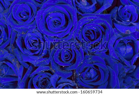 Blue Rose Stock Photos, Images, & Pictures | Shutterstock