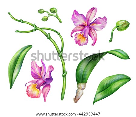 watercolor illustration, orchid flowers, floral design elements set, isolated on white background