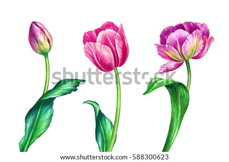 Tulips Stock Images, Royalty-Free Images & Vectors | Shutterstock
