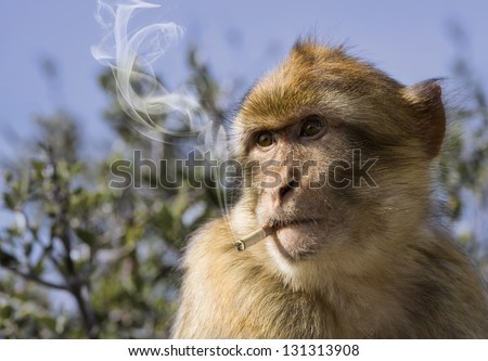 Smoking monkey Stock Photos, Images, & Pictures | Shutterstock