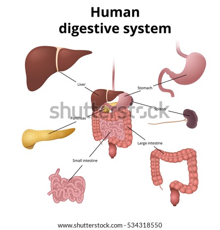 Bladder Anatomy Relation Uterus Labeled Stock Vector 24127891 ...