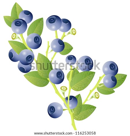 Blueberry Bush Stock Vectors & Vector Clip Art | Shutterstock