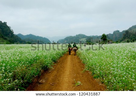 Two men are riding horse through a white flower field in Moc Chau, Sonla, Vietnam