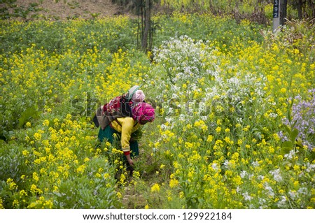 A ethnic woman with her son is picking up flower in rapeseed garden in Hagiang province, Vietnam