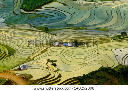 Beautiful terraced rice field in Lao cai province in Vietnam