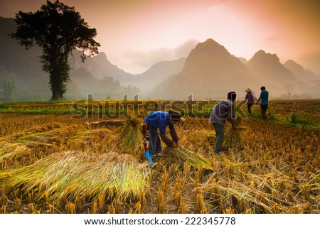 CAOBANG, VIETNAM, OCTOBER 5: Unidentified farmers work in rice field on October 5, 2014 in Caobang, Vietnam. Caobang is North East province of Vietnam near China