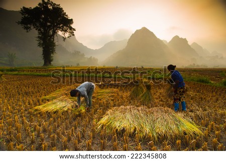 CAOBANG, VIETNAM, OCTOBER 5: Unidentified farmers work in rice field on October 5, 2014 in Caobang, Vietnam. Caobang is North East province of Vietnam near China