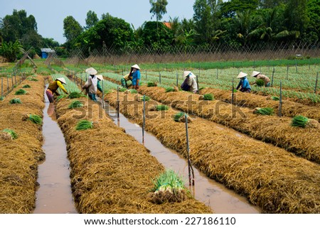DONGTHAP, VIETNAM, OCT 11: Farmers grow onion in a field on Oct 11, 2014 in Dongthap, Vietnam. Dong Thap is a province near Saigon, belong to Mekong delta region in Vietnam.