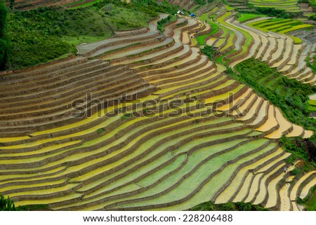 Terrace Rice Fields Bali Indonesia Stock Photo 50924881 