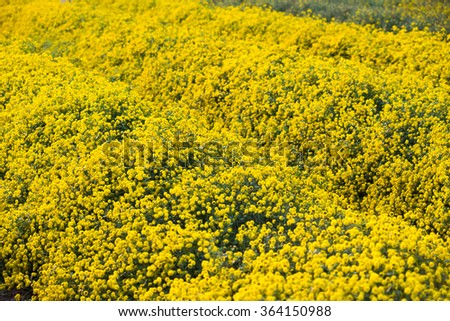 Yellow daisy flowers in Hung Yen, Vietnam