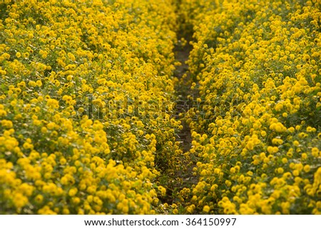 Yellow daisy flowers in Hung Yen, Vietnam