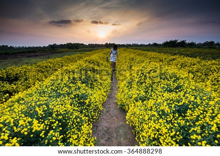 HUNGYEN, VIETNAM - FEB 16, 2016 :Young girl in yellow daisy field in Hung Yen, VIetnam. This kind of flower is used for traditional medicine in Vietnam.