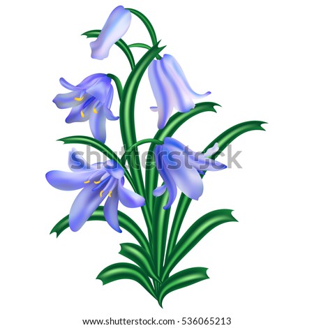 Bluebell Isolated Stock Vectors, Images & Vector Art | Shutterstock