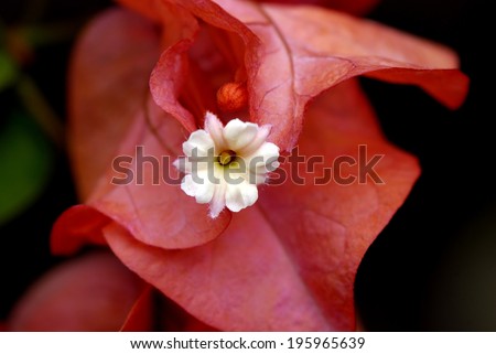 Indonesian Bougainvillea Bougainvillea Family Miracle Flower Stock 