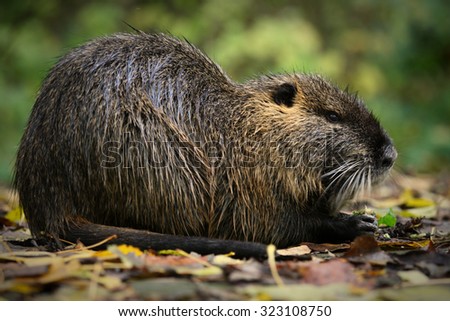 North American Beaver Castor Canadensis Yawning Stock Photo 83876899 ...