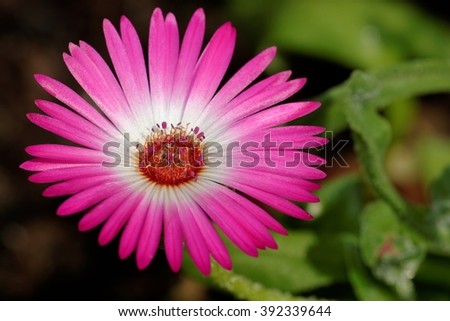 Mesembryanthemum Stock Photos, Royalty-Free Images & Vectors - Shutterstock