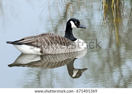 canada goose brine canada goose brine