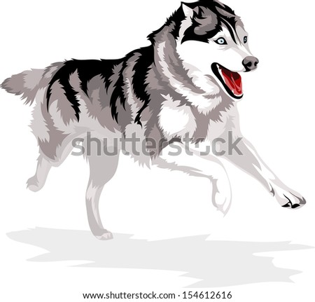Running Dog Breed Siberian Husky Stock Vector 154612616 - Shutterstock