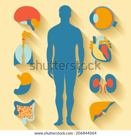 Flat design icons for medical theme. Human anatomy, huge collection of human organs