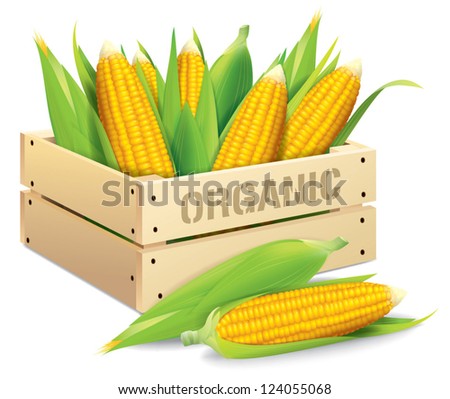 Corn box vector illustration isolated on white background