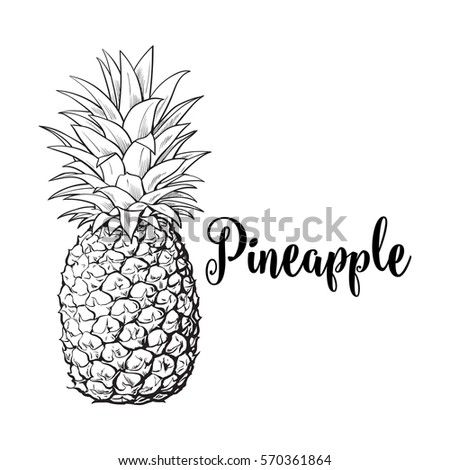 Whole, unpeeled, uncut pineapple, sketch style vector illustration isolated on white background. Realistic hand drawing of whole fresh, ripe pineapple, side view