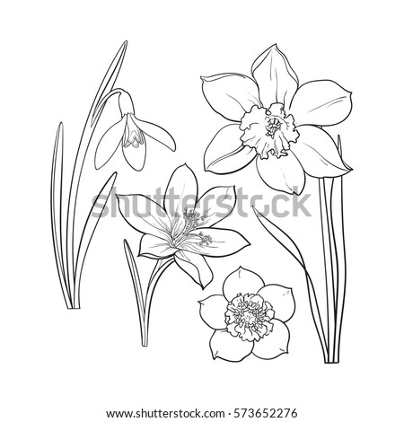 Set Summer Flowers Daffodil Snowdrop Crocus Stock Vector 573652276 ...