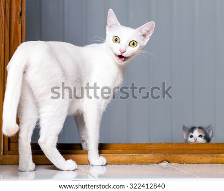  Crazy  Cat  Stock Images Royalty Free Images Vectors 