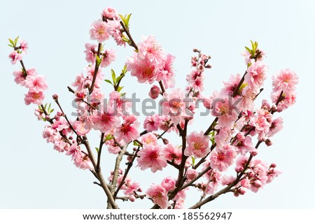 Peach flower blooming on white background