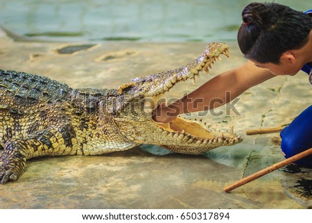 Showman using his hand to delve to the throat of the opened mouth's crocodile. The stuntman puts his hand into the crocodile's mouth.