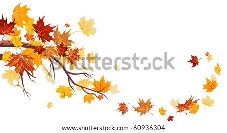 Maple leaves