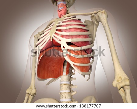 Human Bone Anatomy Stock Images, Royalty-Free Images & Vectors