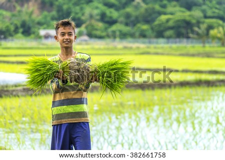 LOMBOK, INDONESIA - FEBRUARY 21, 2016 : Unidentified Asia boy hold sheaf of paddy on hand at Lombok, Indonesia