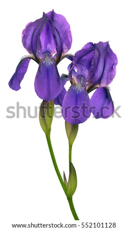 Studio Shot Blue White Colored Iris Stock Photo 94048108 - Shutterstock