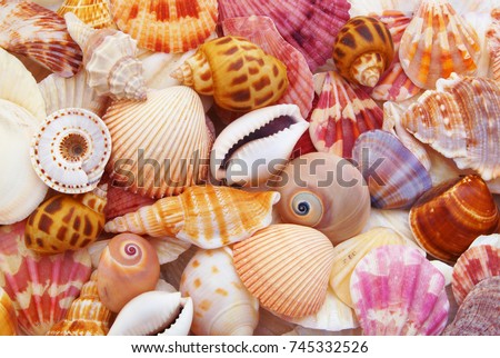 colorful seashells