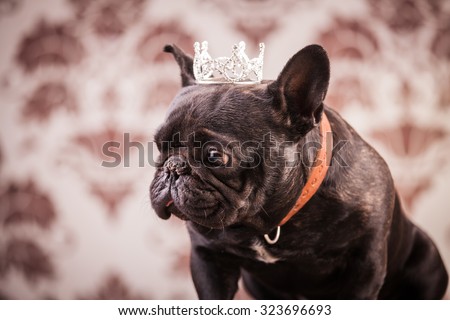 Dog Crown Stock Images, Royalty-Free Images & Vectors | Shutterstock