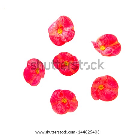 Poi Sian flowers on white background