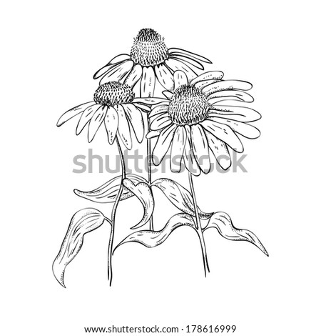 Monochrome Drawing Herb Echinaceastyle Line Art Stock Vector 178616999 ...