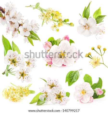 Collection of flowers of fruit trees isolated on white background