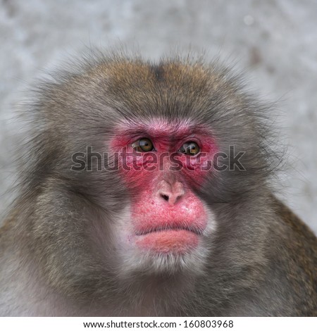 Japanese Macaque Macaca Fuscata Stock Photo 60893965 - Shutterstock