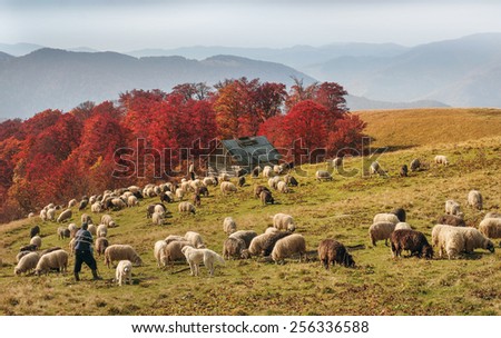 australian shepherd herding sheep shepherd and sheep stock images royalty free images u0026 vectors australian shepherd herding sheep shepherd and sheep stock images royalty free images u0026 vectors
